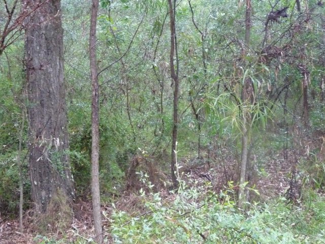 Endangered Woodland of Cumberland Plain, Western Sydney 